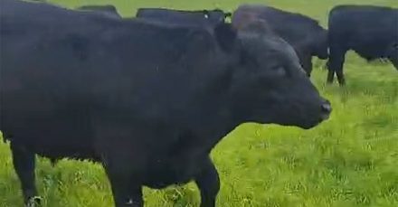 aberdeen-angus-steers-square aberdeen angus steers