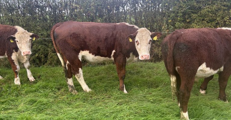 IMG_8978