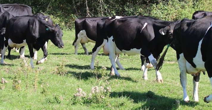 Organic DAIRY Herd2