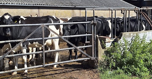 Organic Dairy Herd
